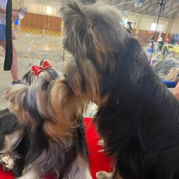 Yorkshire Terriers from Kelly Stewart's Yorkshire Terriers