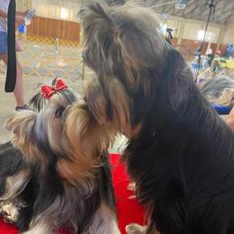 Yorkshire Terriers from Kelly Stewart's Yorkshire Terriers