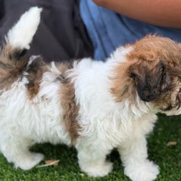 Poodle puppies from Joy-Fur Puppies