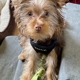 Mojito - Yorkshire Terrier