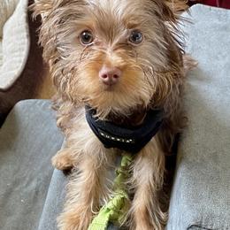 Mojito - Yorkshire Terrier