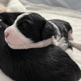 Bernedoodle Puppies from Eastside Paws
