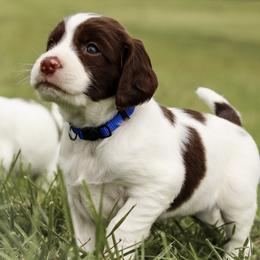 English Springer Spaniel puppies from Southern Springers
