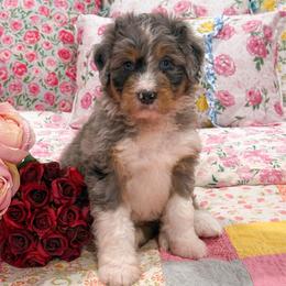 Murray - Merle male Bernedoodle puppy in Kilgore, Texas from Furry Tail Doodles