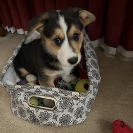 Pembroke Welsh Corgi Puppies from Ruidoso's Crowned Companions
