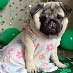 Marilyn - Pug