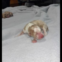 Fiona - Parti female Goldendoodle puppy in Pleasant Hill, Iowa from Courtney Nicole's Mal Shihs & Goldendoodles