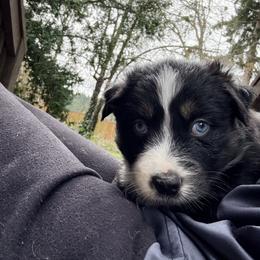 Opal - Black tri-color female Australian Shepherd puppy in Yelm, Washington from Country Rose Australian Shepherds