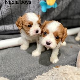 Boy 1 - Blenheim male Cavalier King Charles Spaniel puppy in Creedmoor, North Carolina from Cavalier Obsession