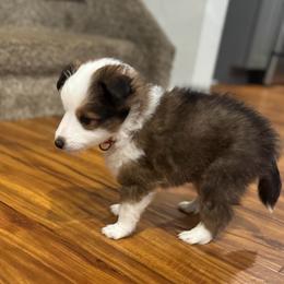 Marshall (red) - Sable and white male Shetland Sheepdog puppy in Mi   Clarkston, Michigan from Heslip Family Puppies