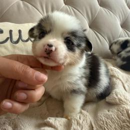 Pike - Blue merle and white male American Corgi puppy in Decatur, Texas from Bar S Corgis