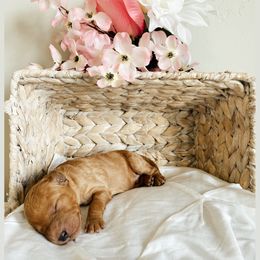 Aussiedoodle and Goldendoodle Puppies from Utah Faith Doodles