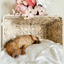 Aussiedoodle and Goldendoodle Puppies from Utah Faith Doodles