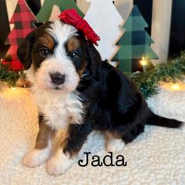 Jada - Tri-color female Bernedoodle puppy in Perrysville, Ohio from Pleasant Valley Bernedoodles