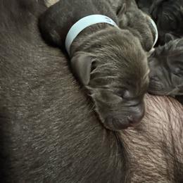 Number 5 - Chocolate male Labrador Retriever puppy in Greenville, North Carolina from Gales Creek Labrador Retrievers