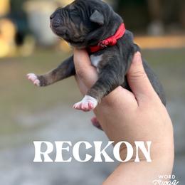 Reckon - Blue merle male Catahoula Leopard Dog puppy in Okeechobee, Florida from Lazy 44 Catahoulas