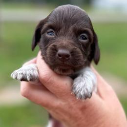 Allen Hummingbird - Boy 3 - Chocolate male Dachshund puppy in Corbin, Kentucky from Steele Half Acre Homestead