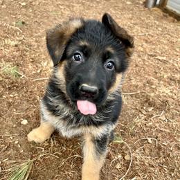 Mr. White - Black and red male German Shepherd puppy in Purcellville, Virginia from Starry Night German Shepherd Dogs