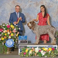 Poppy - Spinone Italiano