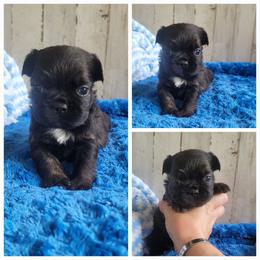 Boy 1 - Brindle male French Bulldog puppy in Plymouth, Utah from Country Sunshine