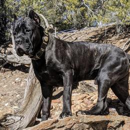 Cane Corso from Kinesava Cane Corsos