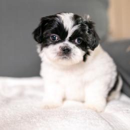 Mesa - Black and white male Shih Tzu puppy in Montrose, Colorado from Nana's Happy Pups