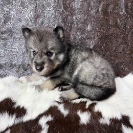 Onion - Agouti and white female Siberian Husky puppy in Folsom, Louisiana from Geaux Fluffy