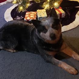 Australian Cattle Dog puppies from Reaver Australian Cattle Dogs