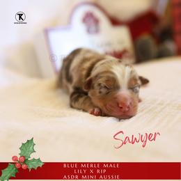 Sawyer- RMM - Red merle male Miniature Australian Shepherd puppy in Nacogdoches, Texas from TK Standard, Mini, & Toy Aussies