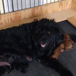 Labradoodle puppies from Sakura Pups