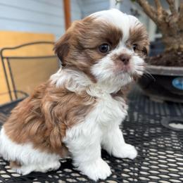Snickers - Red and white male Shih Tzu puppy in Hermiston, Oregon from Butterfly Shih Tzu Pups