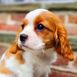 Asbury - Blenheim female Cavalier King Charles Spaniel puppy in Watsontown, Pennsylvania from Huntsman Cavaliers