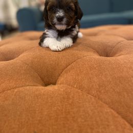 Havanese and Havapoo Puppies from Ladypawspuppies