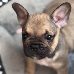 Dutch - Blue fawn male French Bulldog puppy in Newport News, Virginia from Emotional Support Babies