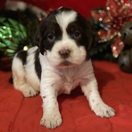 English Springer Spaniel Puppies from Powers English Springer Spaniels