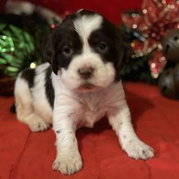 English Springer Spaniel Puppies from Powers English Springer Spaniels
