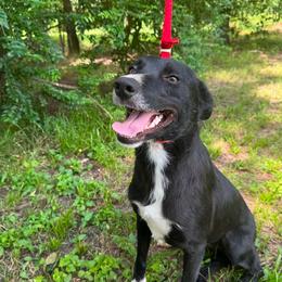 Lea - Black and white female Border Collie puppy in Winnsboro, Texas from Pecan Grove Pups
