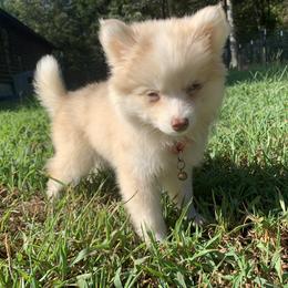 Skye - Merle Pomsky puppy in Mineola, Texas from East Texas Pomskies