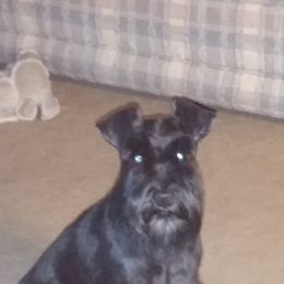 Miniature Schnauzer All Grown Up from Bizzy Acres Miniature Schnauzers