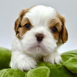 Cavalier King Charles Spaniel Puppies from Goddens Cavaliers