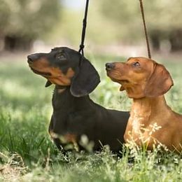 Dachshunds and Lowchen from Braveheart Dachshunds and Sugar Plum Löwchen