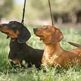 Dachshunds and Lowchen from Braveheart Dachshunds and Sugar Plum Löwchen