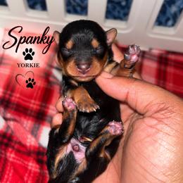 Spanky - Black and tan male Yorkshire Terrier puppy in Gastonia, North Carolina from Banks Dynasty Kennel