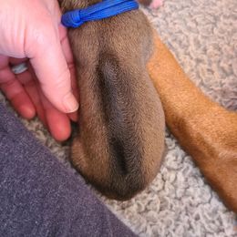Blue - Wheaten blk nose Rhodesian Ridgeback puppy in Colgate, Wisconsin from Zenkosi Ridgebacks
