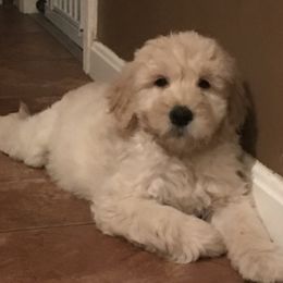 Goldendoodle Puppies from Teddy Bear Goldendoodles