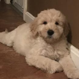Goldendoodle Puppies from Teddy Bear Goldendoodles