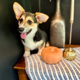Lulu's Blue Boy - Ready NOW - Black and tan male Pembroke Welsh Corgi puppy in Vilonia, Arkansas from Lucky Pups Corgis