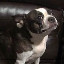 Boston Terriers from Newman's Pups