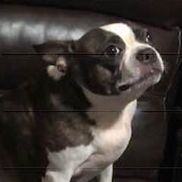 Boston Terriers from Newman's Pups