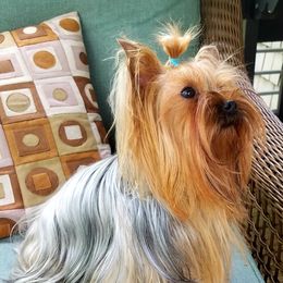 JennyJo  - Yorkshire Terrier